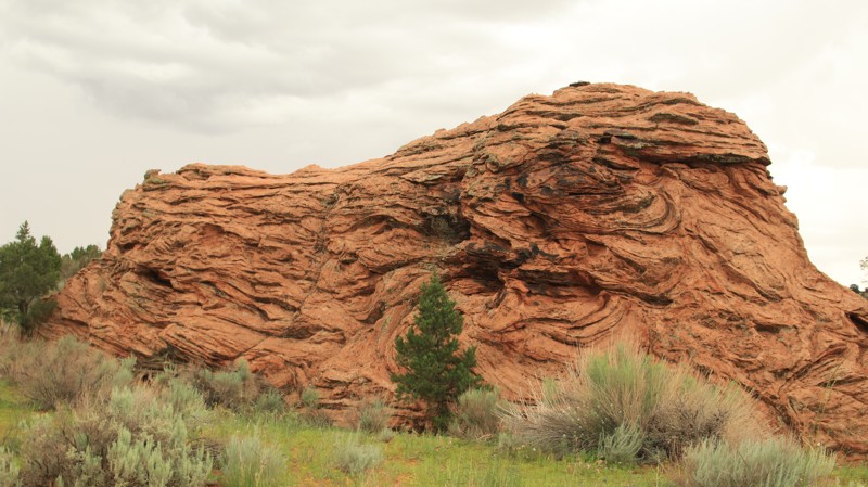 Arizona: Pine Tree Pocket Hero Photo