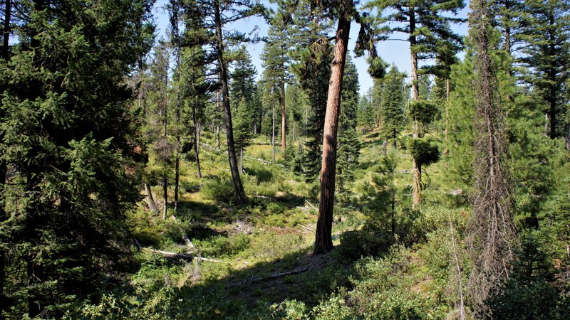 Idaho: West Fork Creek Hero Photo