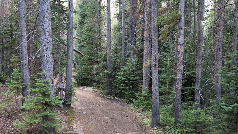 Colorado: Little Bald Hero Photo