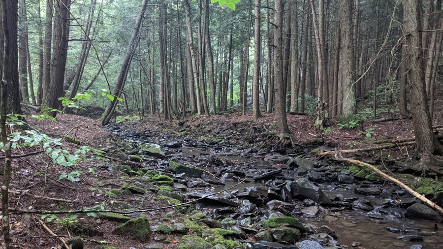 Betty Brook Road Trail Review Photo