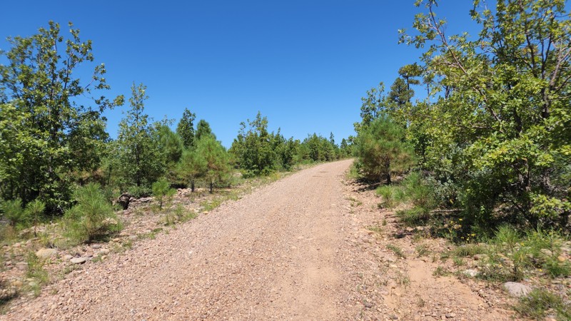 Arizona: Forest Road 110 Hero Photo
