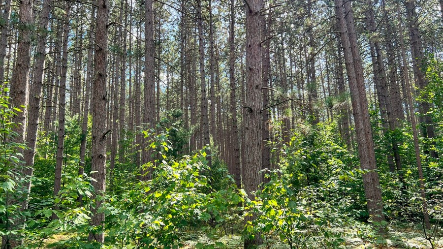 50 1/2 Road Trail Review Photo