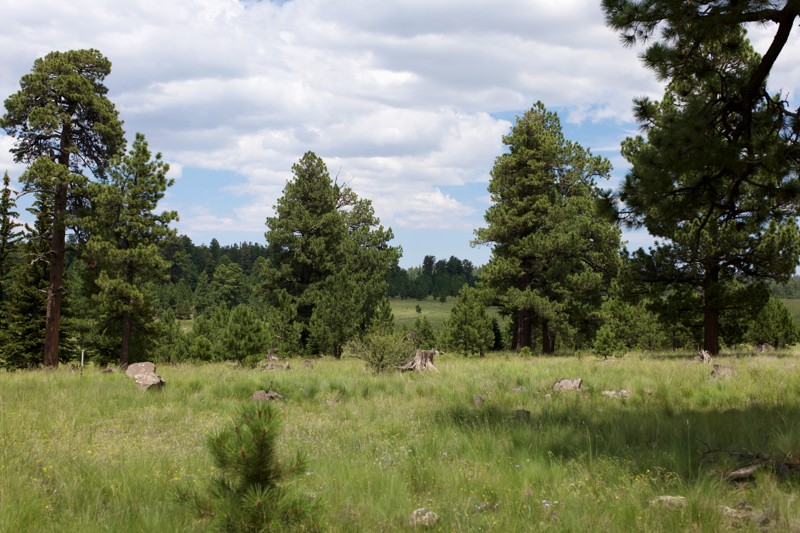 Greens Peak Trail Review Photo