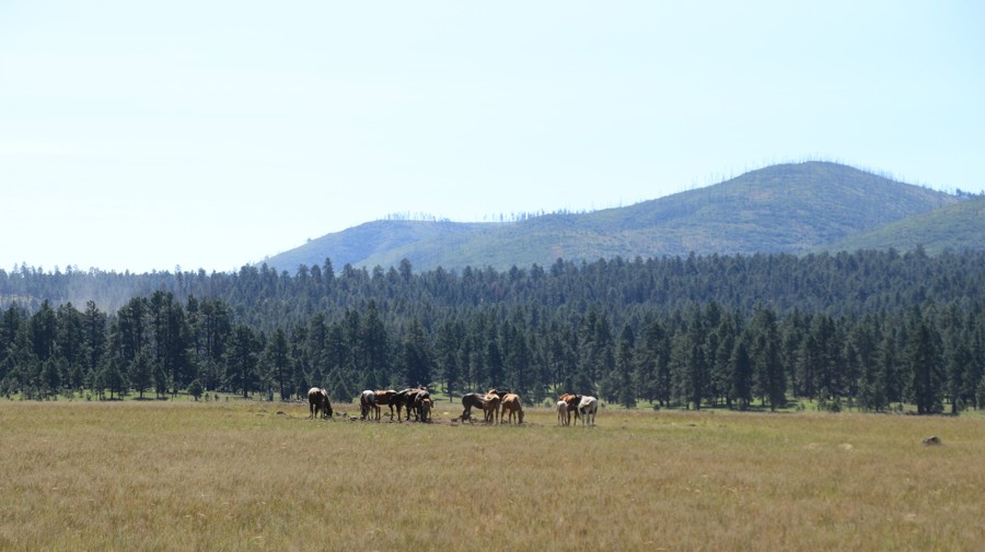 Buffalo Crossing Trail Review Photo