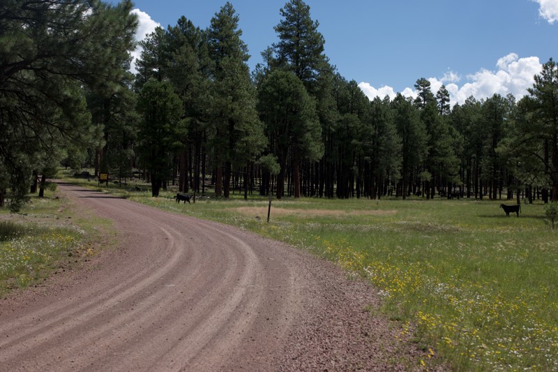 Heifer Branch Trail Review Photo