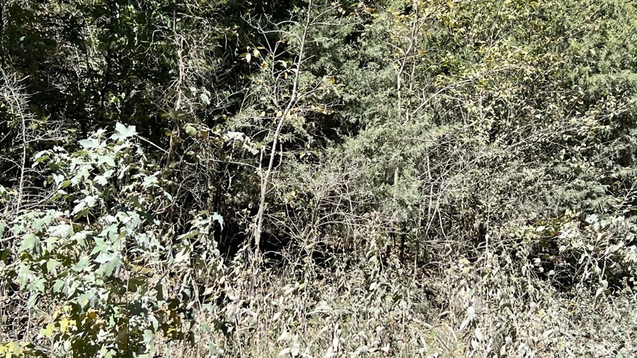 Brandon Chapel Road Trail Review Photo