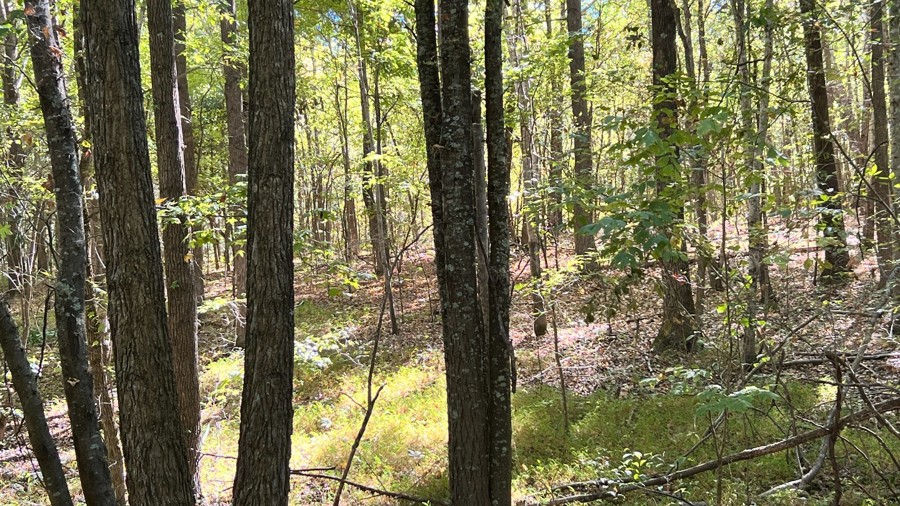 Cothran Road Trail Review Photo