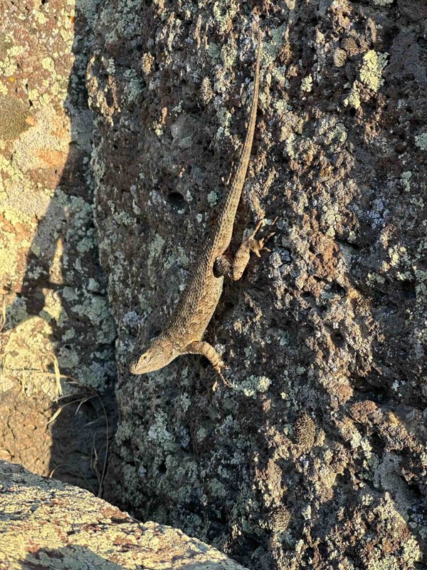 Rim Runner Trail Review Photo