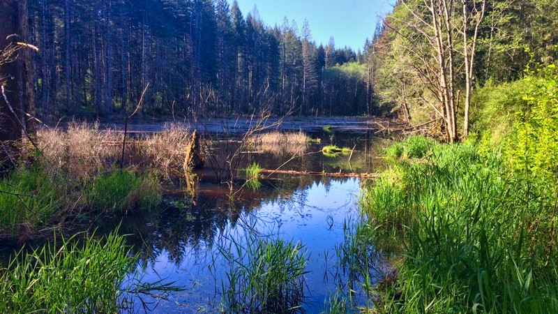 Washington: Tahuya / Access Road / Goat Ranch Road W Hero Photo