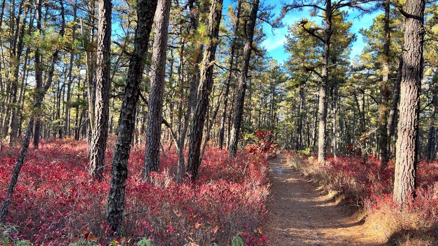 Mount Sandy Ridge Trail Review Photo