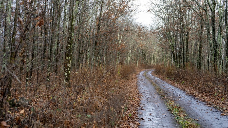 Potts Mountain Road Trail Review Photo