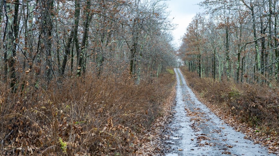 Potts Mountain Road Trail Review Photo