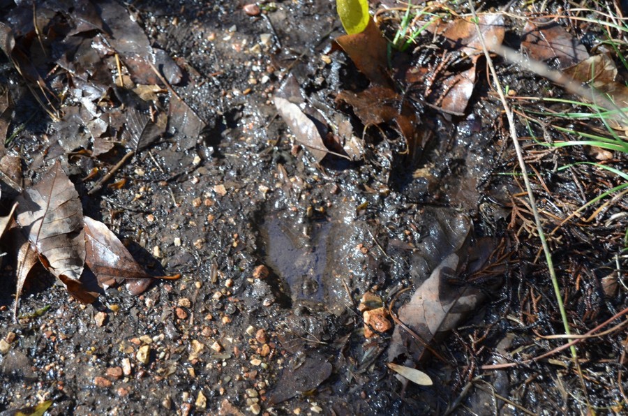 County Road 72 Trail Review Photo