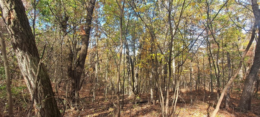 Brushy Creek Road Trail Review Photo