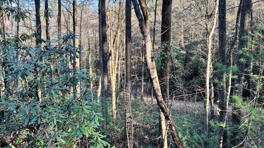 Edgemont Pinola Trail Review Photo