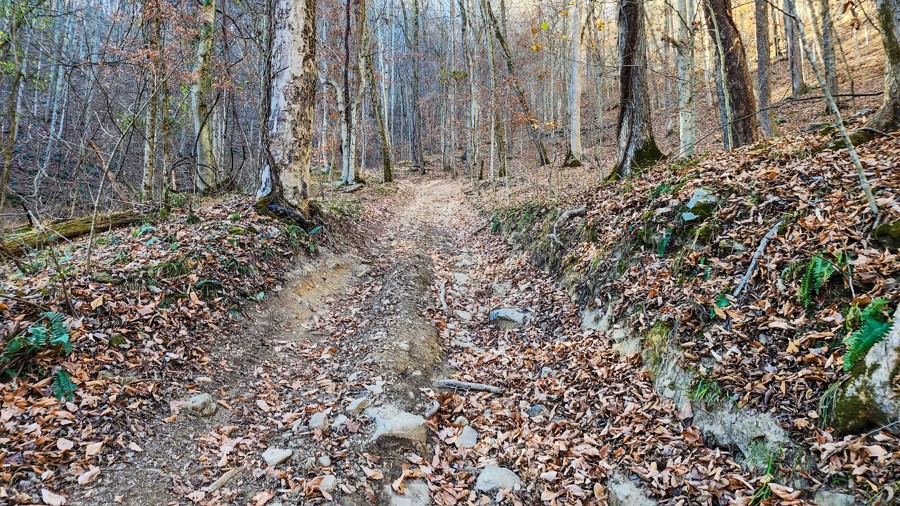 Ivy Branch 59 Trail Review Photo