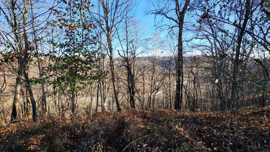 Ivy Branch 38 Trail Review Photo