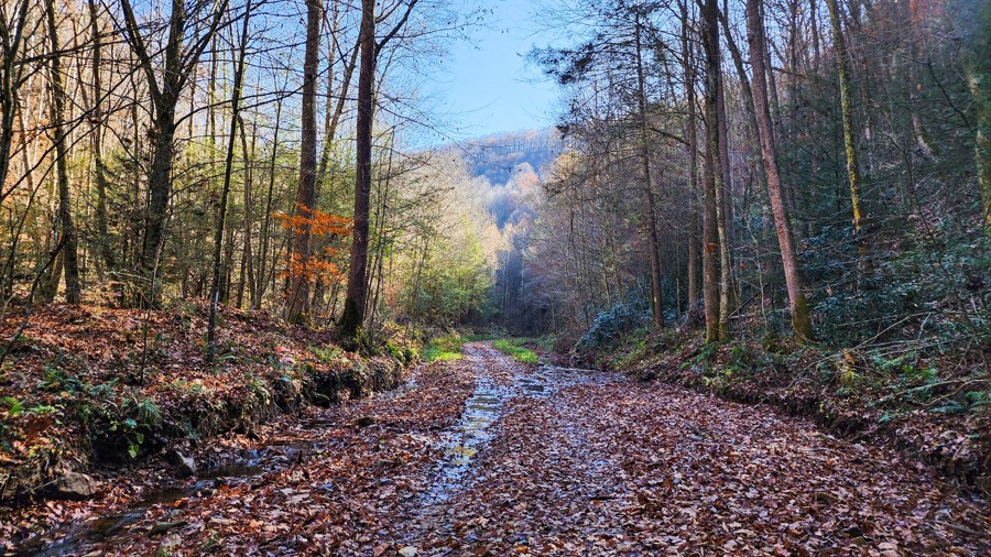 Lilly Fork to Beech Fork Trail Review Photo