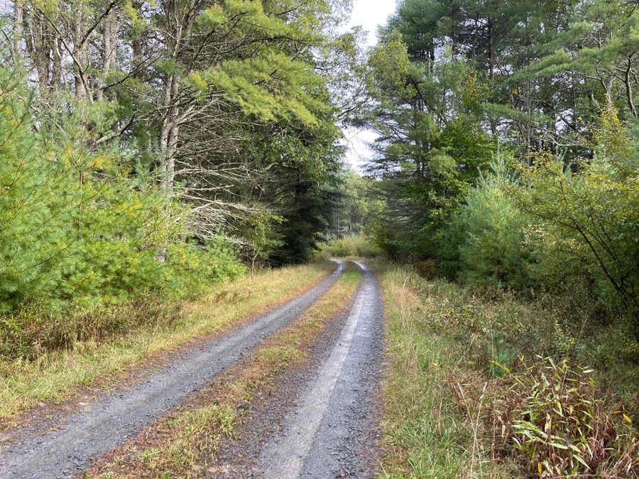 Hickock Brook Trail Review Photo