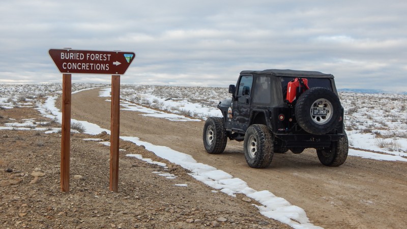 Utah: Buried Forest Hero Photo