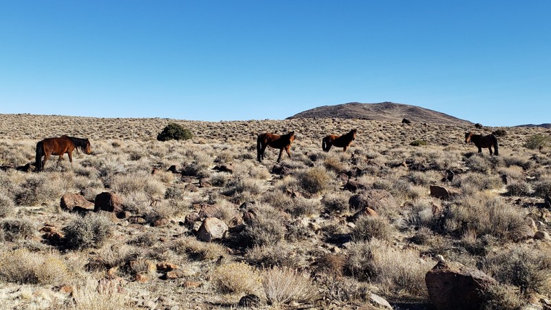 Nevada: Wild Horse Trail Hero Photo