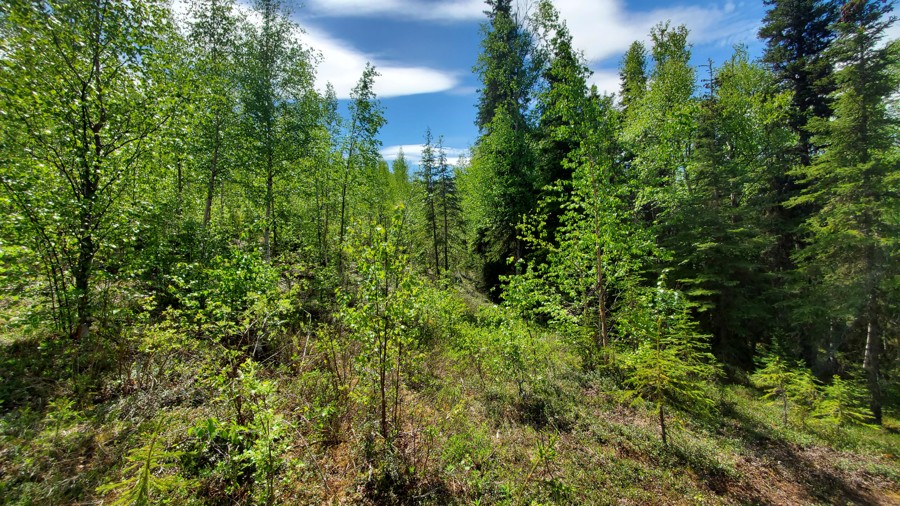 Old Sterling Spur Road Trail Review Photo