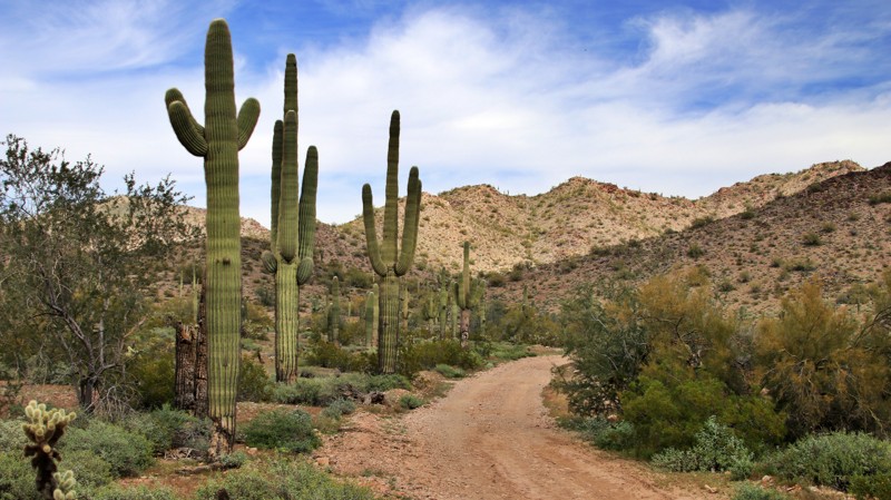 Arizona: Canal Road Hero Photo