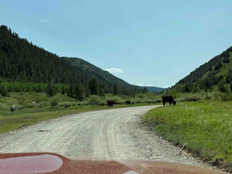 Greys River Trail Review Photo