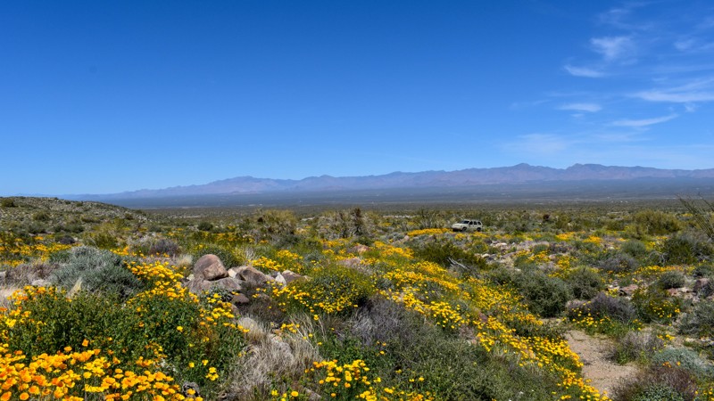 Arizona: 4356 Hero Photo