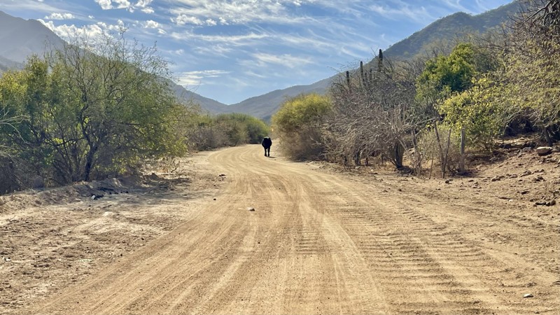 Baja Divide Los Naranjos Trail Review Photo