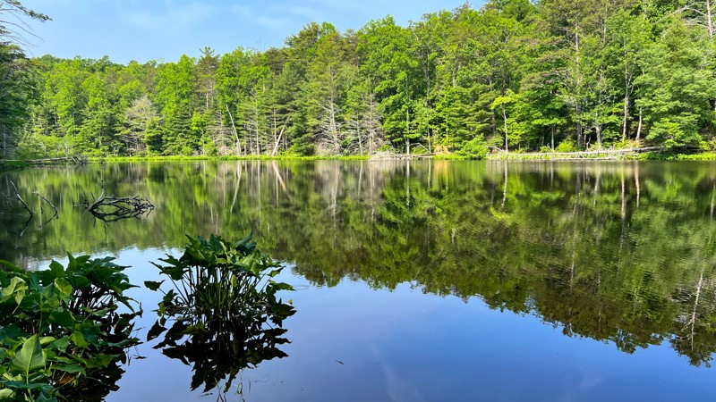 Georgia: Murrays Lake Hero Photo