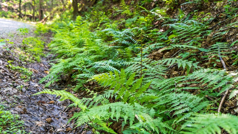 Sina Branch Trail Review Photo