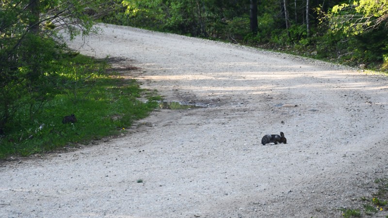 Bear Divide Road Trail Review Photo