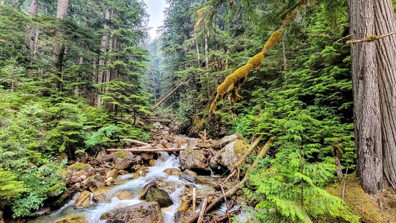 British Columbia: Gorge Forest Road Hero Photo