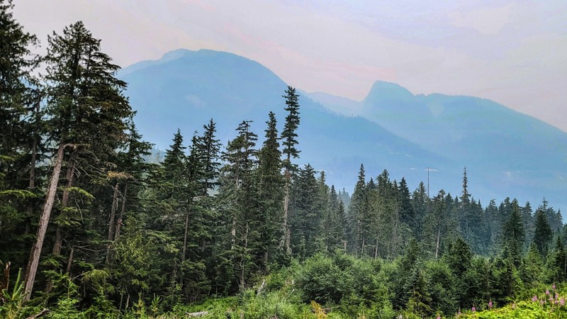 Gorge Forest Road Trail Review Photo