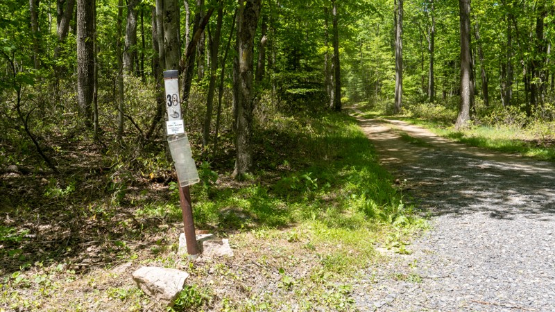 Stony Run Road Trail Review Photo