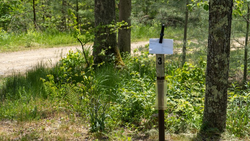 White Deer Creek Road Trail Review Photo
