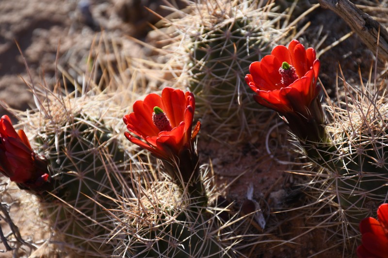 Bridger Jack Mesa Trail Review Photo