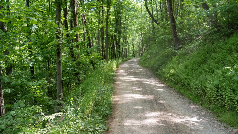 Running Gap Road Trail Review Photo