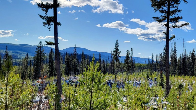 Stuart Forest Service Road Trail Review Photo