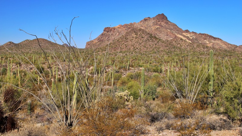 Arizona: Puerto Blanco Road (North) Hero Photo