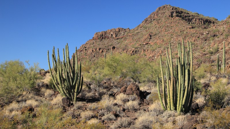 Puerto Blanco Road (North) Trail Review Photo