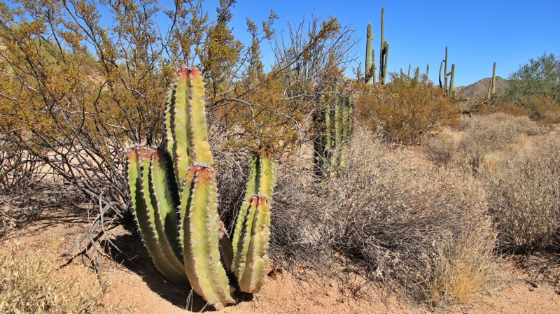 Arizona: Senita Basin Hero Photo