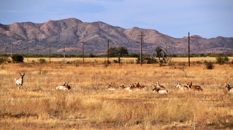 Arizona: Pronghorn Loop Hero Photo