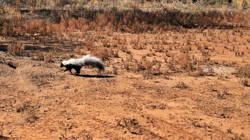 Burnt Corral Road Trail Review Photo