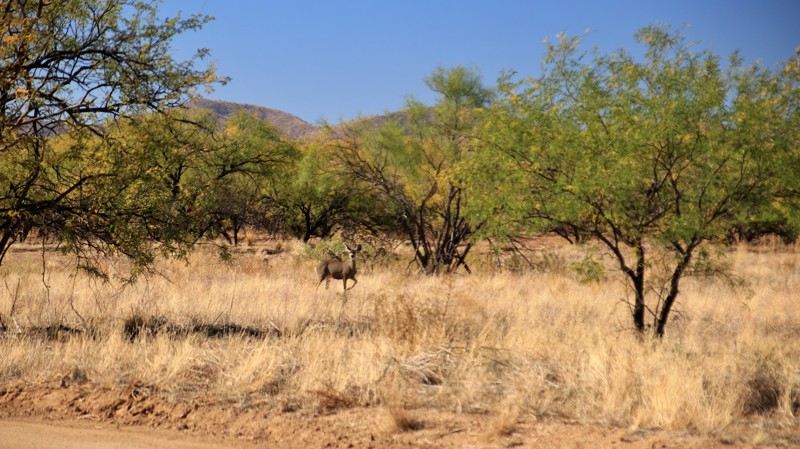 Arizona: Chivo Tank Road Hero Photo