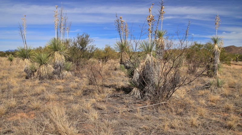 Arizona: Figueroa North Road Hero Photo