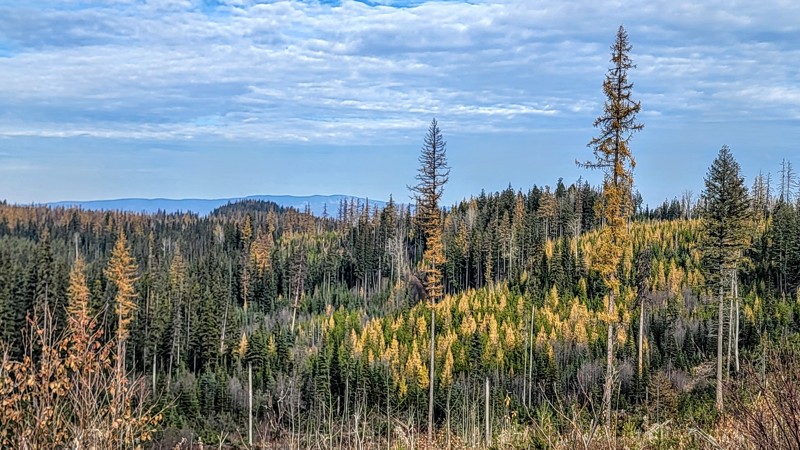 Buck Hills Forest Service Road Trail Review Photo