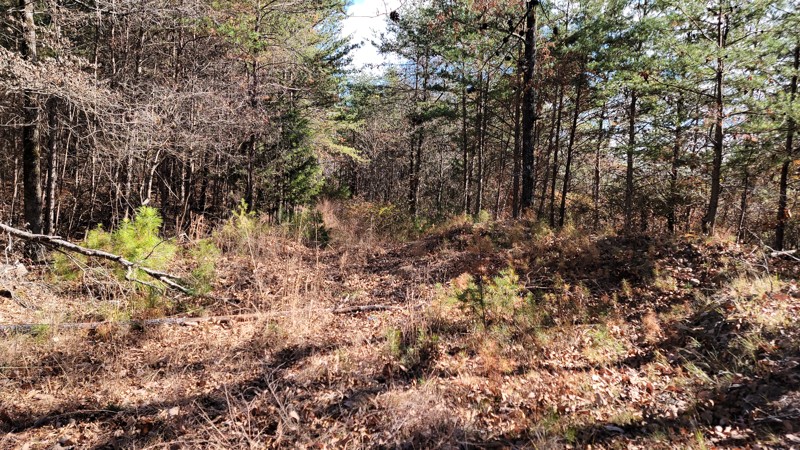 Blue Springs Branch Trail Review Photo