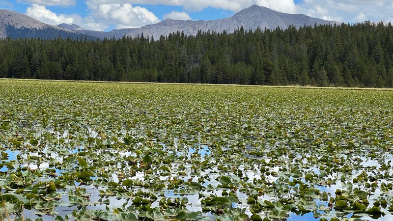Colorado: Lily Pond Hero Photo